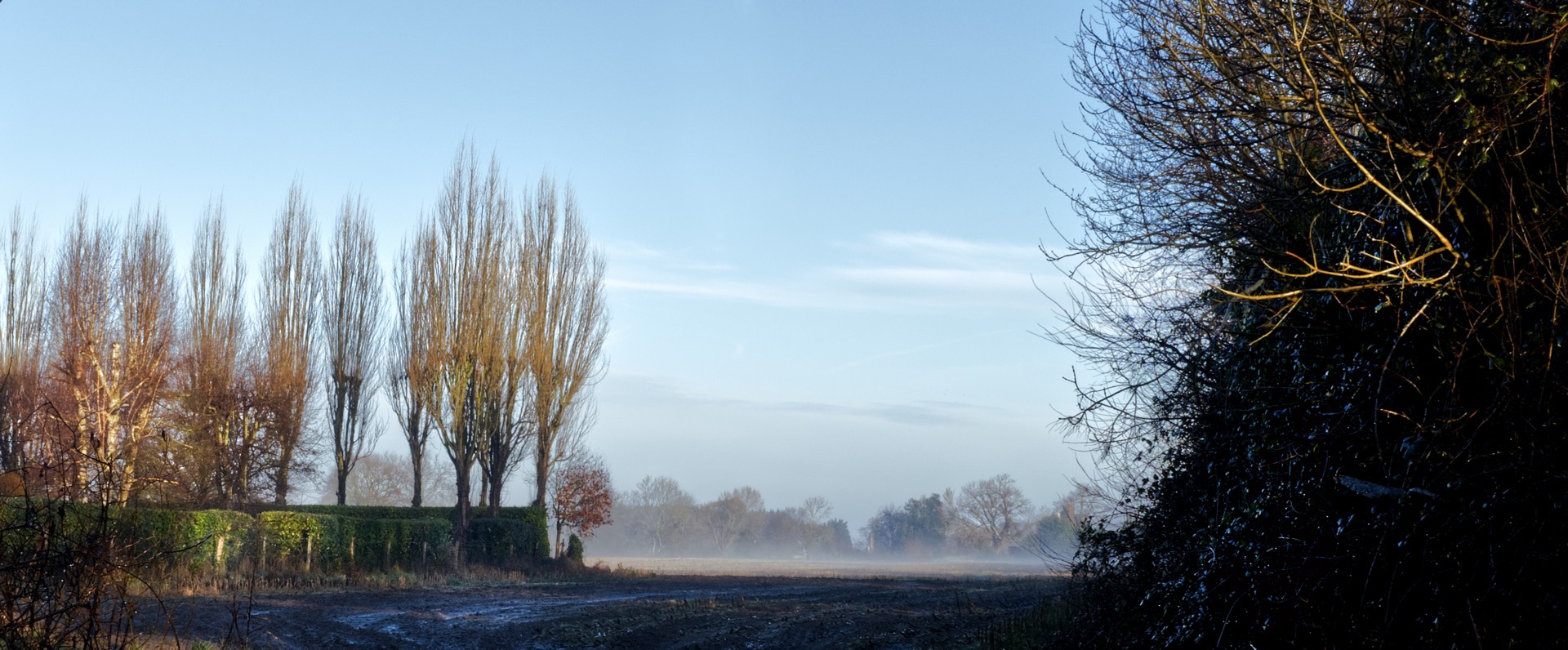 Fields%20Trees%20winter