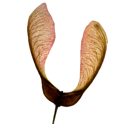 SYCAMORE%202b